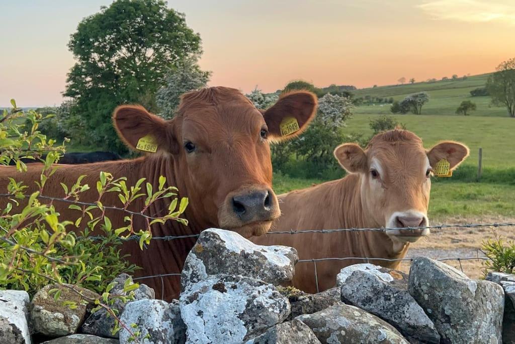 Barncroft: Dogs Welcome, Dog Care Services Offered Cockermouth Exterior foto